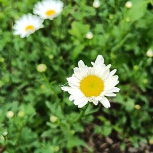 Meet your Posher, Nicoletta